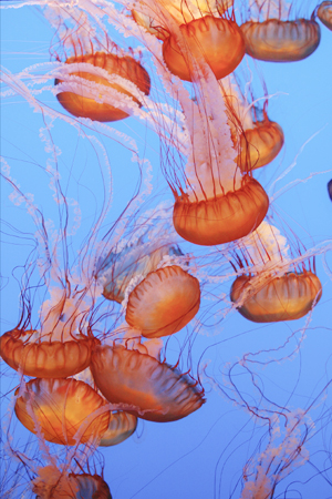 Jellyfish by artist Johnny Stevens