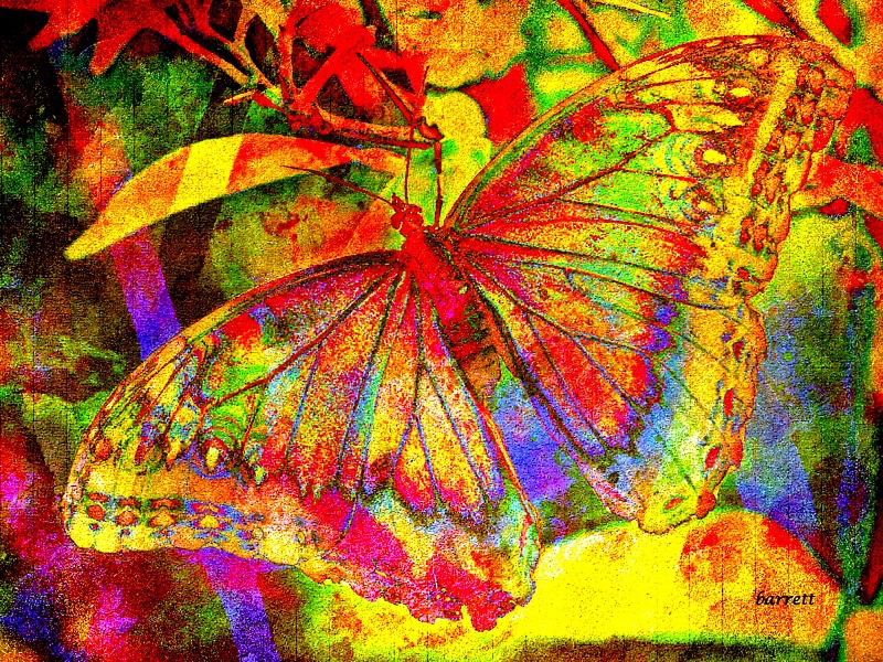 Butterfly by artist Don Barrett