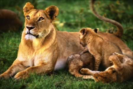 Lioness by artist Gray Hawn