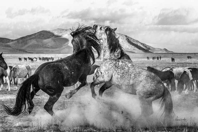 Competitors by artist Claire Porter